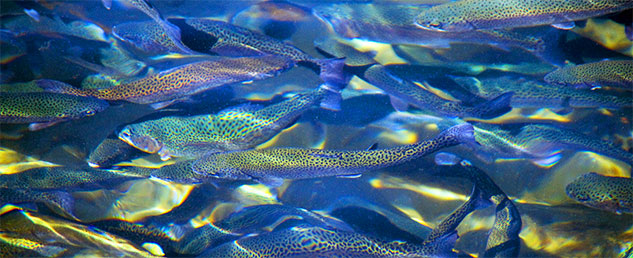 School of Fish