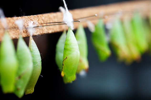 Chrysalis Butterfly